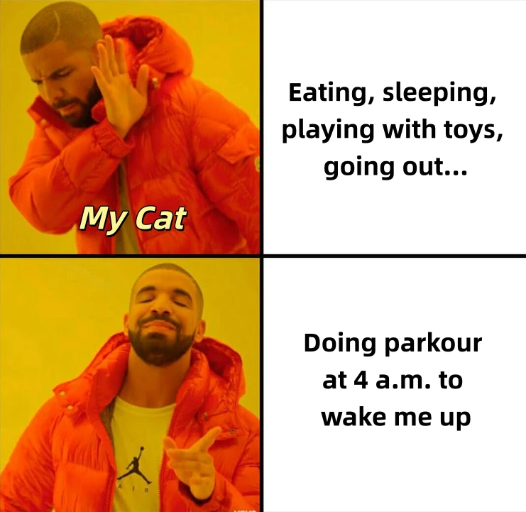 Drake cat