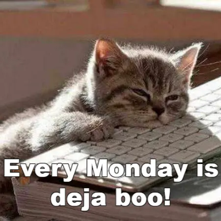cat meme Monday