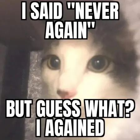 cat meme again