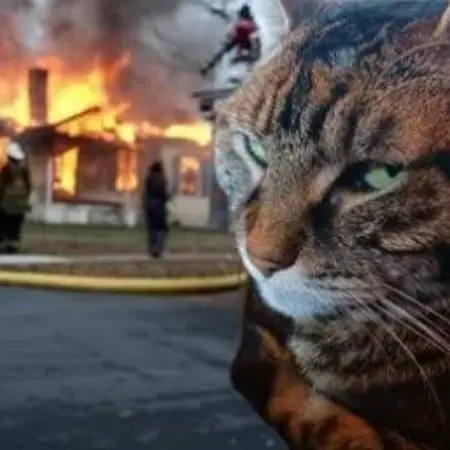 cat meme fire