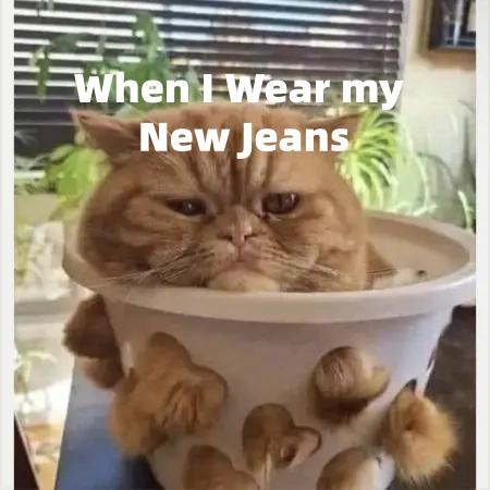 cat meme jeans