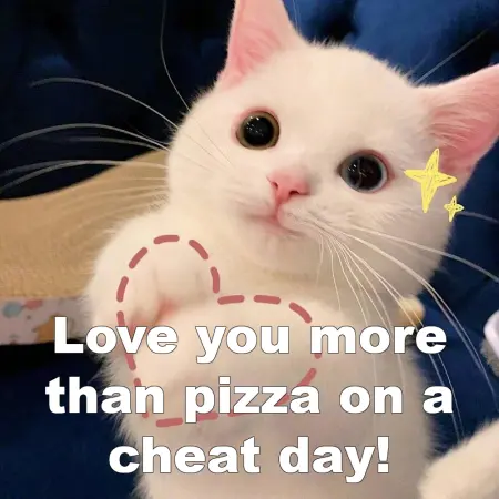 cat meme love you