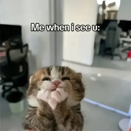 cat meme see you