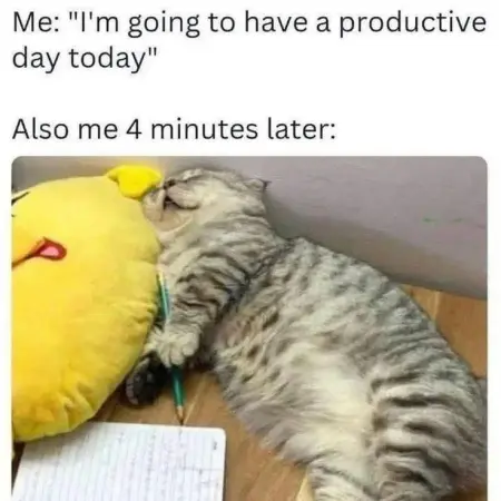 cat meme sleep