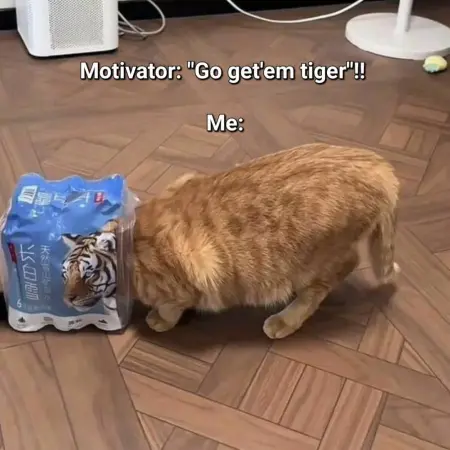 cat meme tiger