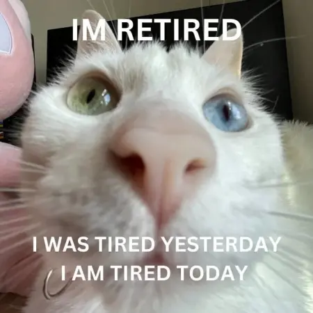 cat meme tired