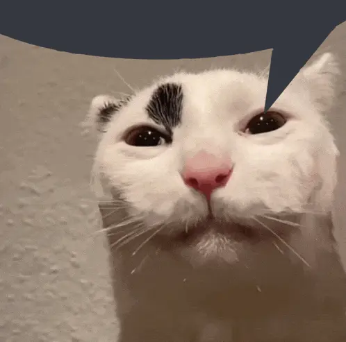 fucked-up-cat-speech-bubble-cat